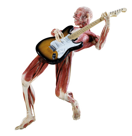 Body Worlds -näyttely Heurekassa Body Worlds -näyttely Heurekassa